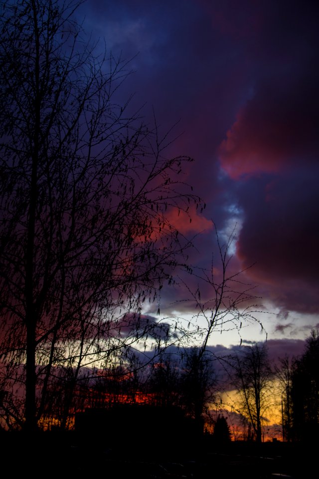 Silhouette Photo Of Tree