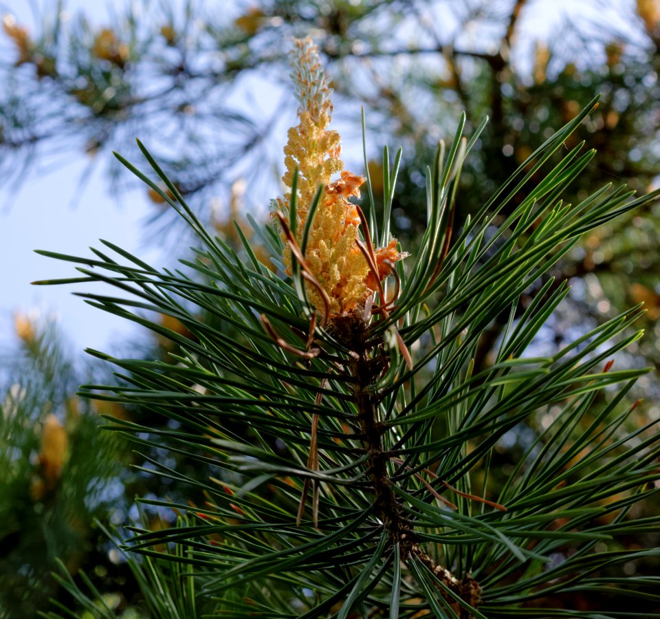 Close View Of Yellow Flowering Tree