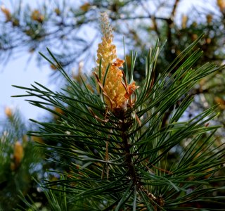 Close View Of Yellow Flowering Tree