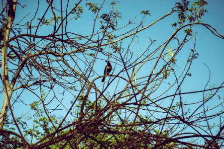 Crow On Tree Branch photo