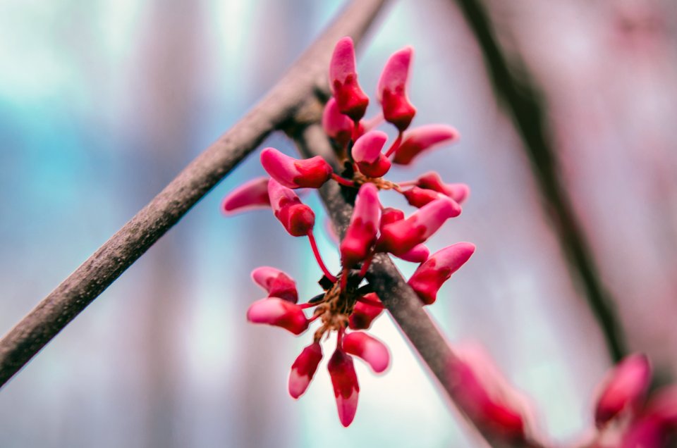 Selective Focus Photography Of Red Petaled Flower