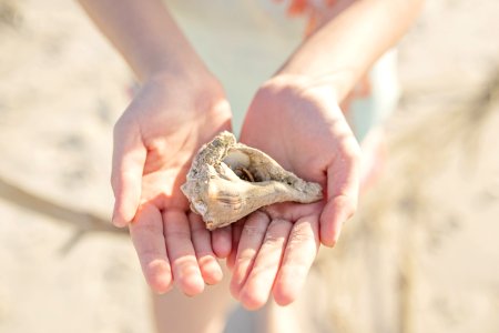 Photo Of Person Holding Seashell photo