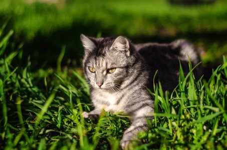 Focal Focus Photography Of Silver Tabby Cat Lying On Green Grass Field photo