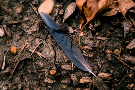 Black Feather Surrounded By Dried Leaves