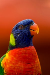 Close-up Photography Of Blue Orange And Green Parrot photo