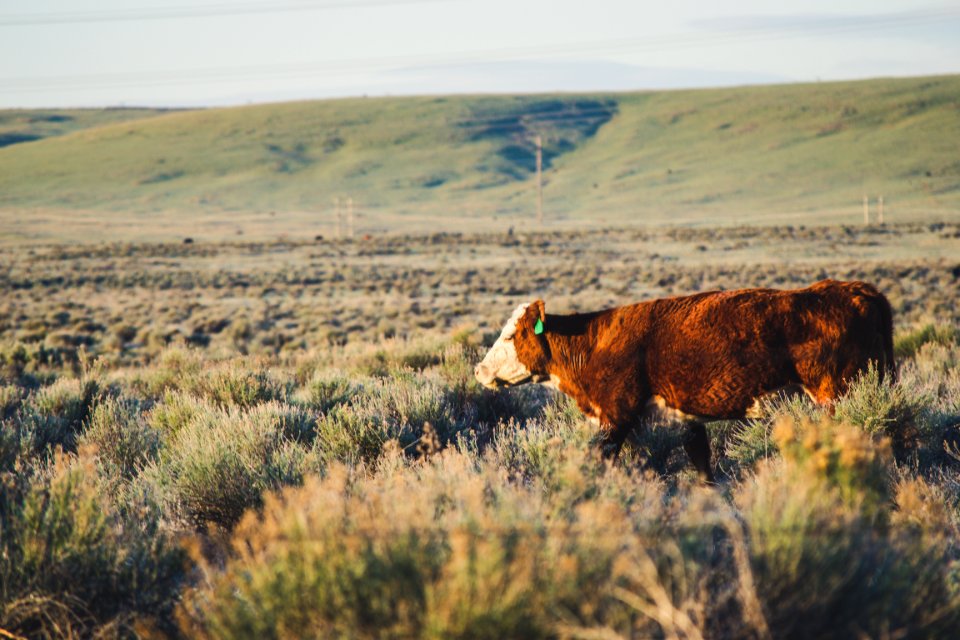 Brown And White Cattle In The Middle Of Grassland