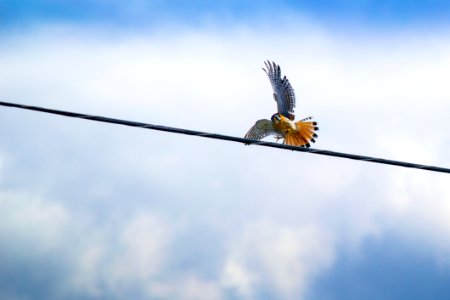 Red-tailed Hawk Flying Over Black Cable photo