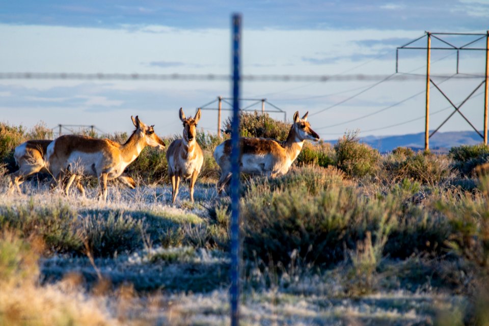 Three White-and-brown Four-legged Animals