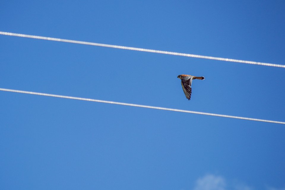 Red-tailed Hawk Flying Under Blue Sky
