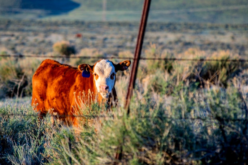 Brown Cow On Green Grass photo