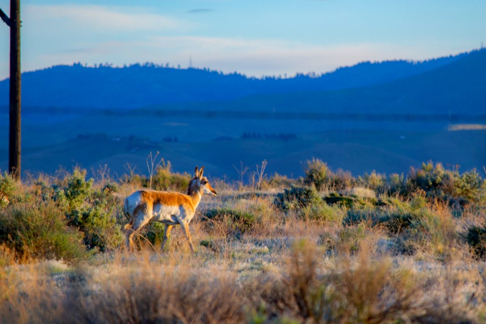 Brown Deer On Green Grass Field