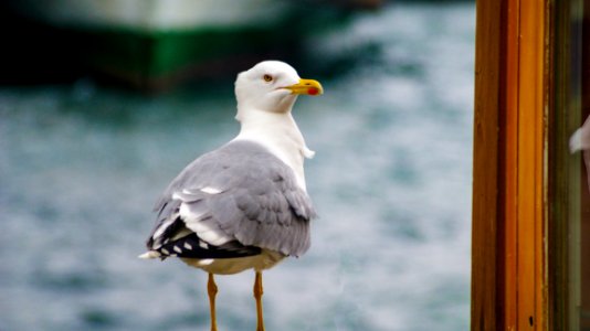 White And Gray Small Beaked Bird Near Brown Wooden Frame photo