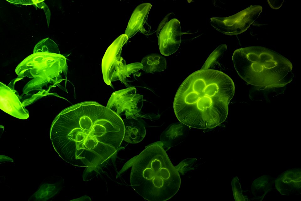 Underwater Photography Of Green Jelly Fish
