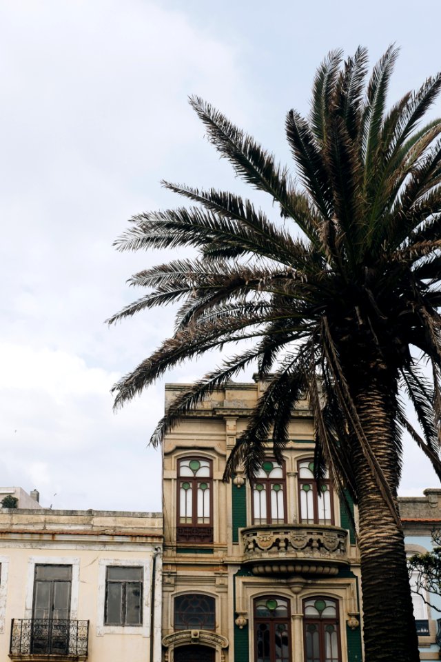 Green Palm Tree Across Concrete House photo