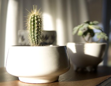 White Potted Cactus Plant In Closeup Photo photo