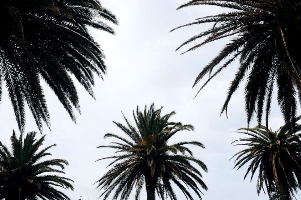 Green Tropical Trees Photography