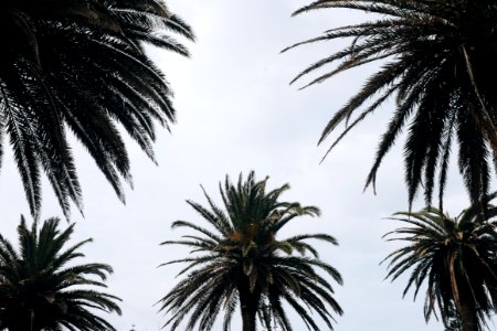 Green Tropical Trees Photography