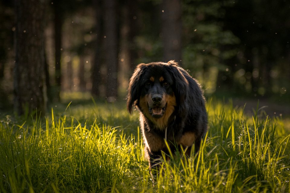 Brown Dog Walking Through Grass