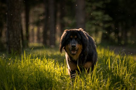 Brown Dog Walking Through Grass