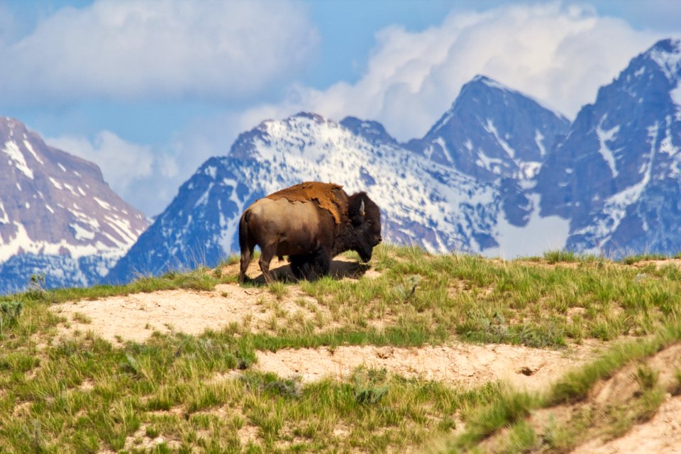 Brown Bison On Top Of Brown Mountain With Green Grass Field