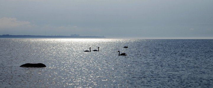 Silhouette Of Flock Of Swans On Body Of Water