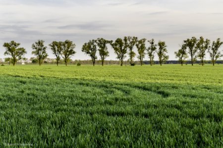 Green Tress And Green Grasses