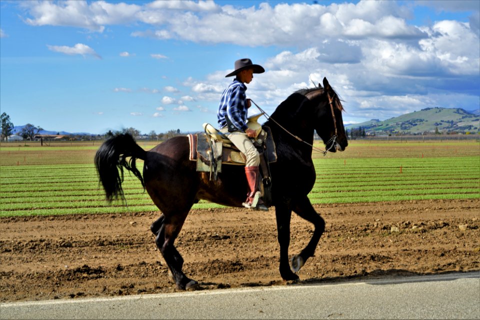 Man Riding On Brown Horse Under Blue And White Cloudy Sky