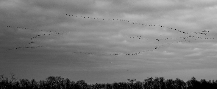 Flock Of Flying Bird Formation In Grayscale Photography