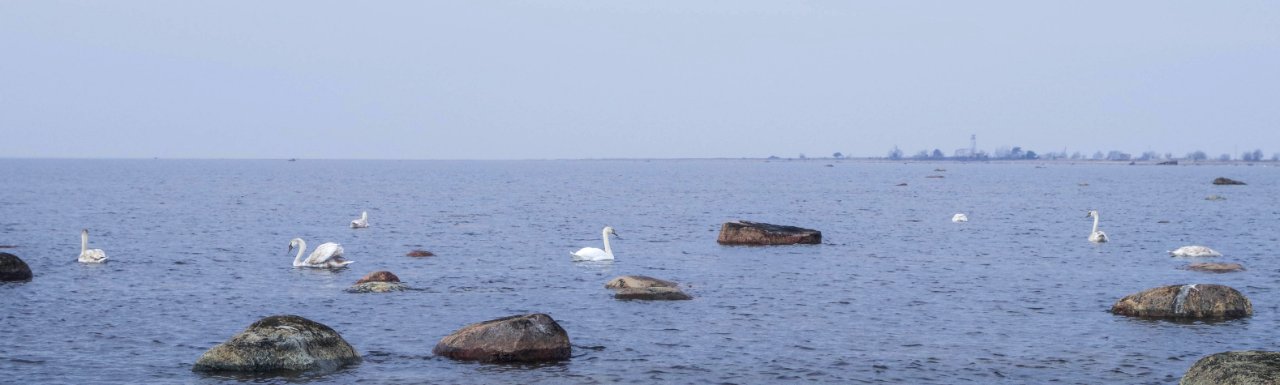 Avian Beach Birds