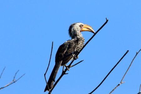 Black Bird In Tree Branch photo