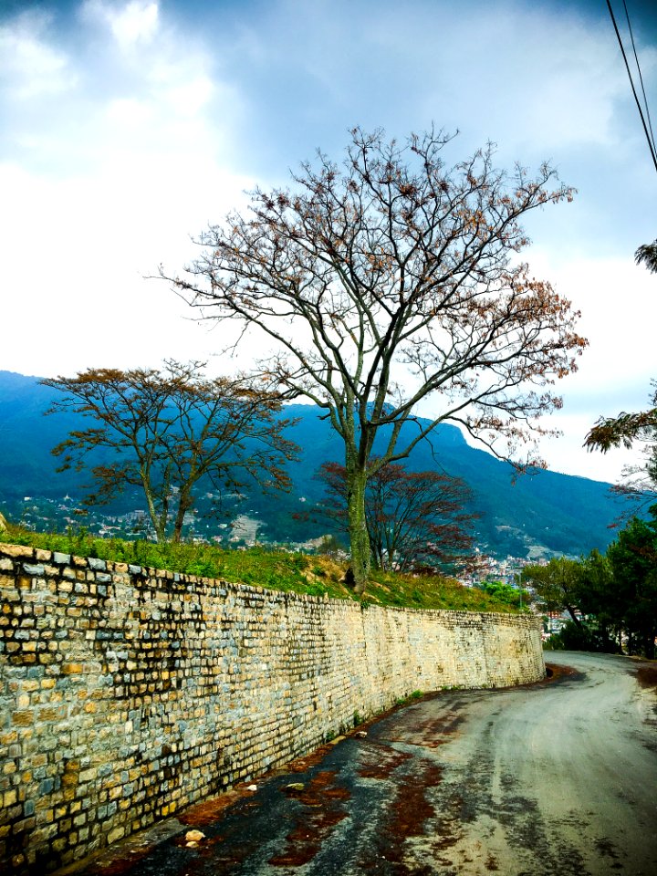 Green Trees