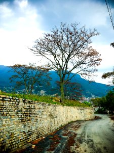 Green Trees