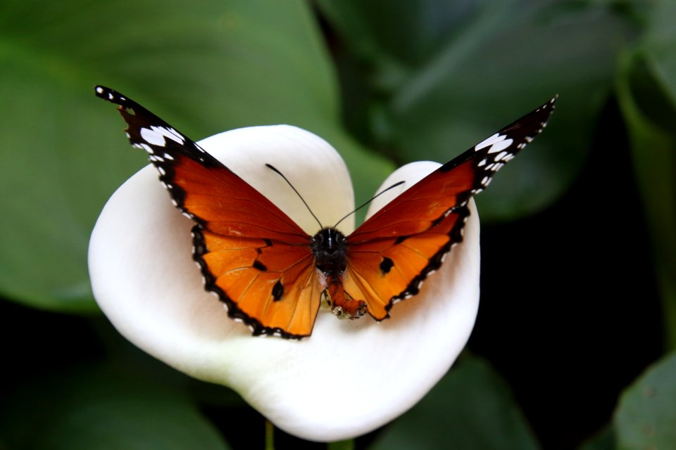 African Monarch Butterfly On White Calla Lily Flower
