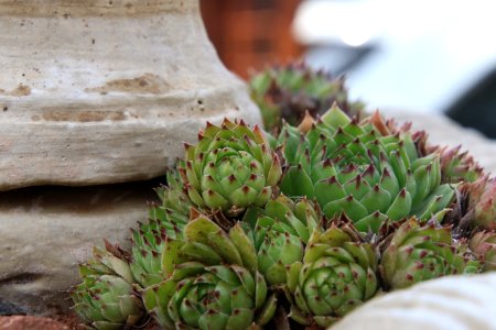 Green Succulent Plant Close-up Photography photo