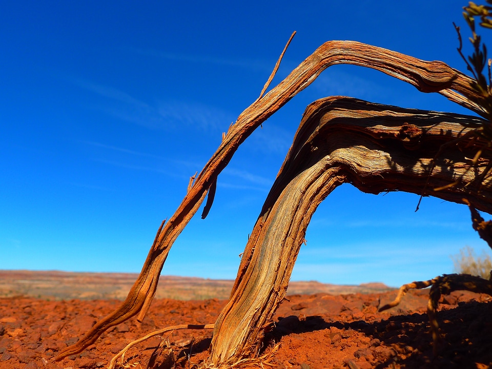 Barren limb landscape