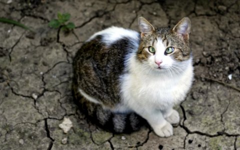 White And Brown Tabby Cat photo