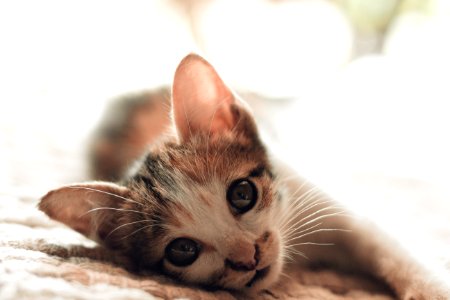 Close-Up Photography Of Kitten photo