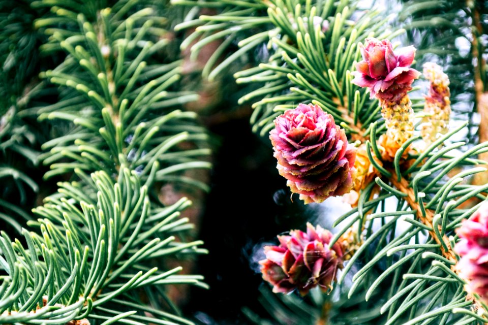 Red Pinecones
