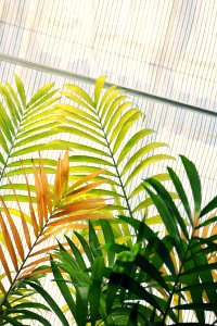 Low Angle Photo Of Linear Leaf Plant