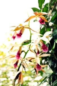 Yellow And Purple Petaled Flowers