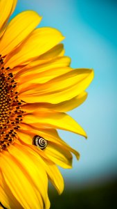Yellow Sunflower
