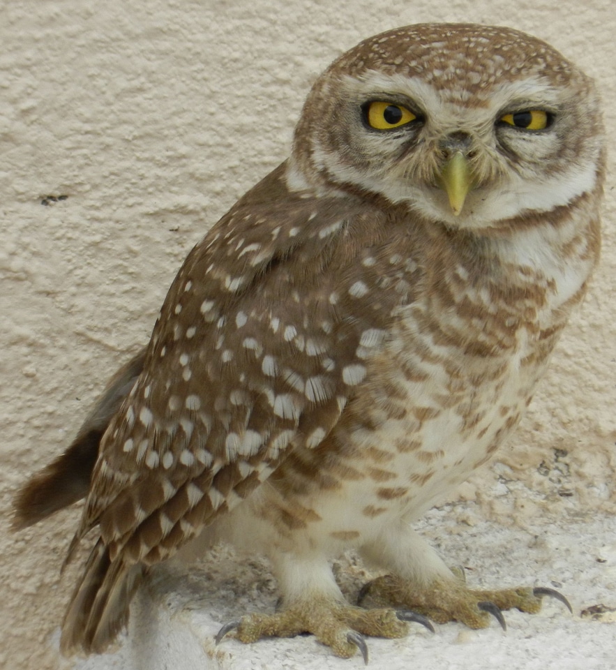 Bird of prey yellow eyes raptor