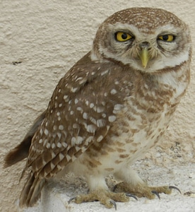 Bird of prey yellow eyes raptor