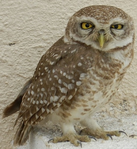 Bird of prey yellow eyes raptor photo