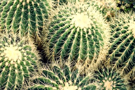Closeup Photo Of Cactus Plants photo