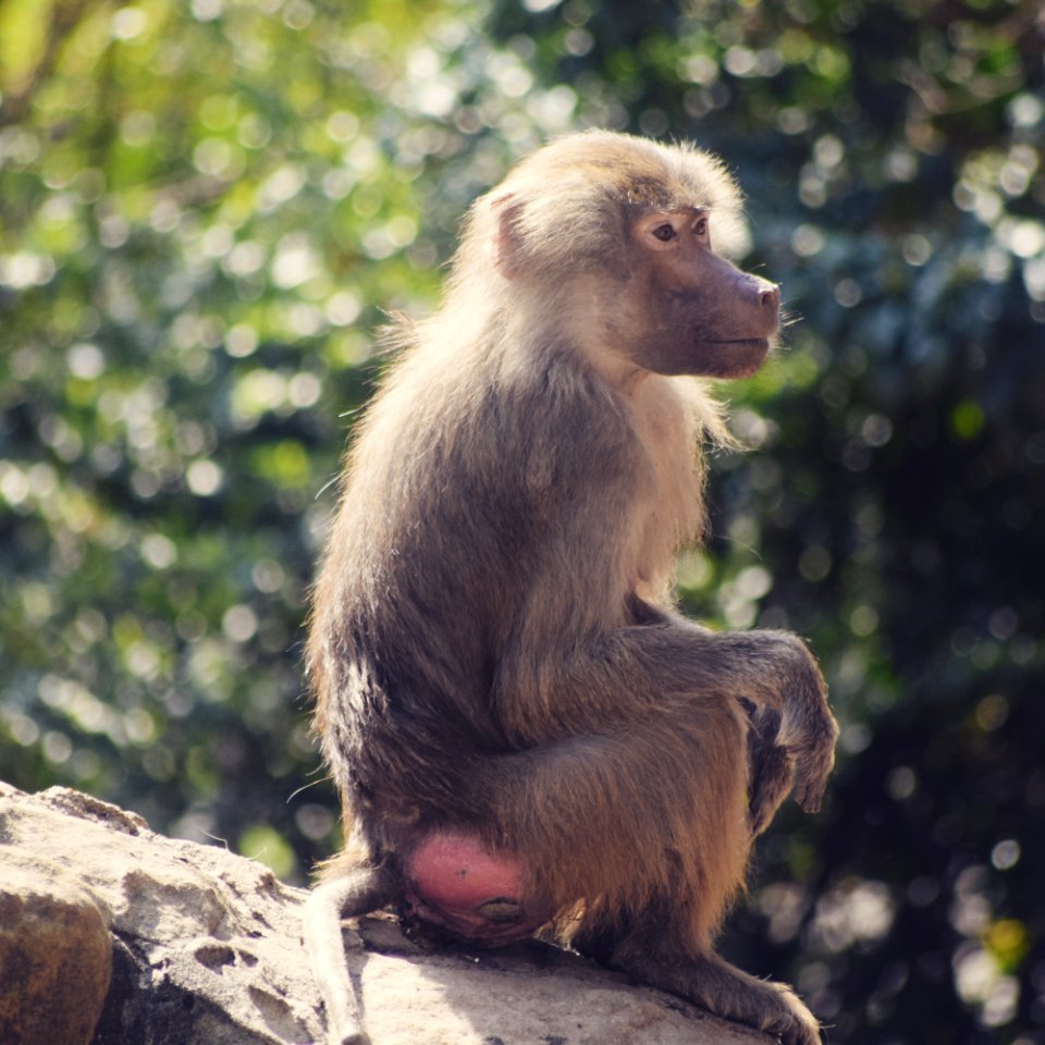 Brown Monkey On Rock Monolith