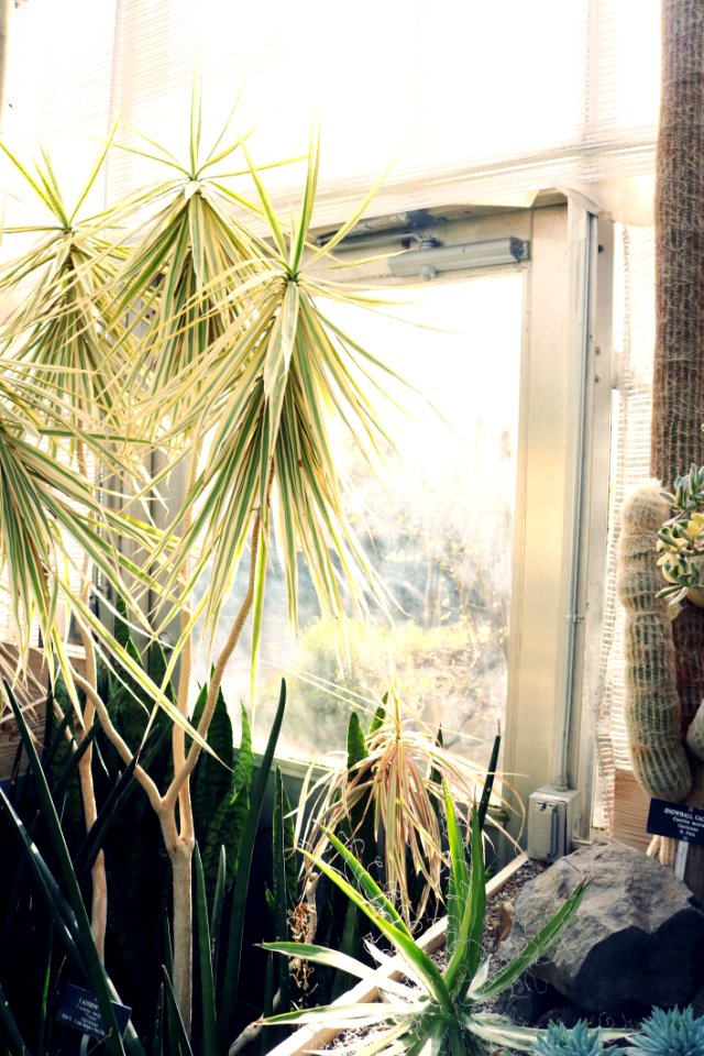 Yucca Plant Near Windowpane