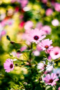 Depth Of Field Photograph Of Pink Petaled Flowers