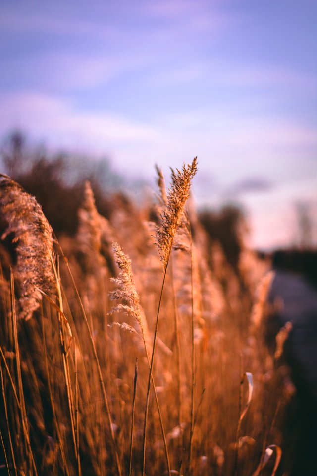 Selective Photo Of Brown Plant