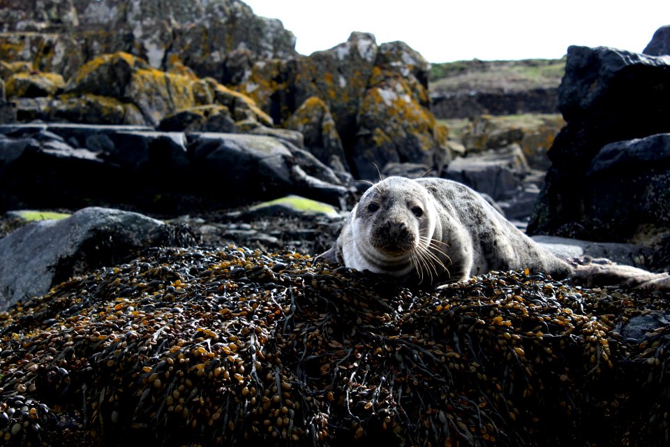 Closeup Photo Of Sea Lion On Brown Rock photo